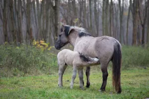 Konik Horse (Equus ferus caballus) mare suckling young foal, Horsterwold, Stille Kern