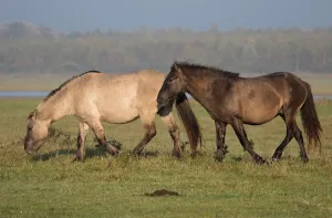 October Prints: Two Konik horses (Equus ferus caballus) foraging, Lauwersmeer, The Netherlands