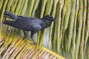 December Prints: KubakraAzAaAhe (Corvus nasicus), Cuba