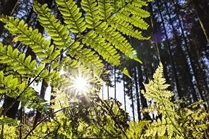 Lady Fern (Athyrium filix-femina) in forest, Upper Bavaria, Germany Lady Fern (Athyrium filix-femina) in forest, Upper Bavaria, Germany