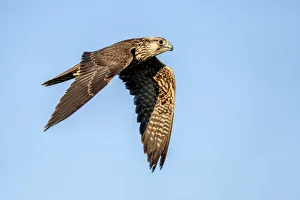 Midday Prints: Lanner Falcon (Falco Biarmicus) male, in flight, Gelderland, the Netherlands
