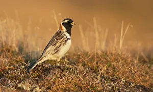 Tundra Prints: Lapland Bunting (Calcarius Lapponicus)