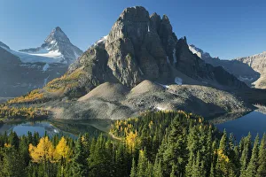 Larch (Larix sp) trees in autumn below Mount Assiniboine with Sunburst Lake, Mount Larch (Larix sp) trees in autumn below Mount Assiniboine with Sunburst Lake, Mount