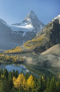 Larch (Larix sp) trees in autumn below Mount Assiniboine with Sunburst Lake, Mount