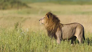 Summertime Prints: A large male Lion (Panthera leo) surveys the open plains of Duba island, Botswana