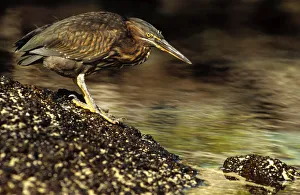 Lava Heron (Butorides sundevalli) fishing along shoreline, Galapagos Islands, Ecuador