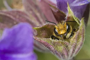 Leafcutter Bee (Megachile centuncularis) male sleeping in flower, Den Helder Leafcutter Bee (Megachile centuncularis) male sleeping in flower, Den Helder
