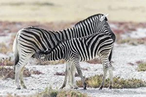 Full length view of young Plains Zebra (Equus quagga) feeding from adult female on open Full length view of young Plains Zebra (Equus quagga) feeding from adult female on open