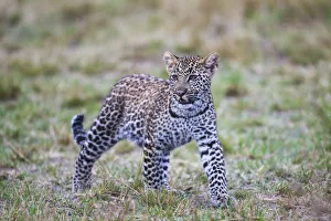 The leopard cub ( Panthera pardus ) looking for its mother, Masai Mara, Kenya, Africa The leopard cub ( Panthera pardus ) looking for its mother, Masai Mara, Kenya, Africa