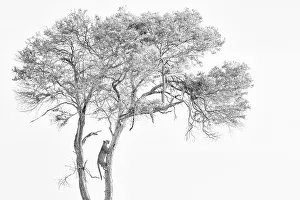 Black Prints: Leopard (Panthera pardus) adult and cub in tree with kill