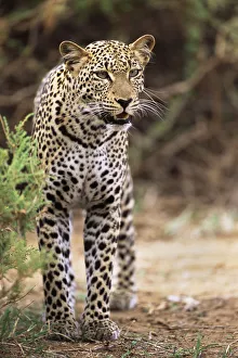 Leopard (Panthera pardus) on alert, Kenya, Buffalo Springs National Reserve