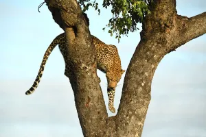 Leopard (Panthera pardus) climbing down tree, Londolozi Game Reserve, South Africa Leopard (Panthera pardus) climbing down tree, Londolozi Game Reserve, South Africa