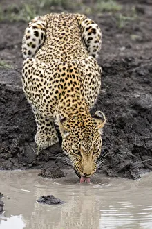 Leopard (Panthera pardus) drinking water, Sabi Sands GR, Mpumalanga, South Africa Leopard (Panthera pardus) drinking water, Sabi Sands GR, Mpumalanga, South Africa