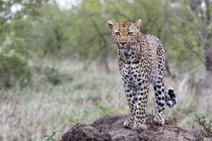 Mpumalanga Prints: Leopard ( Panthera pardus ) female on an anthill in Sabi Sands Game Reserve