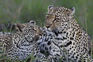 Mother Prints: Leopard ( Panthera pardus ) female with her cub in Sabi Sands Game Reserve