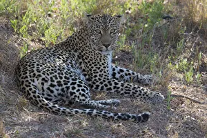 Leopard (Panthera pardus) female resting in the shade, South Africa, Mpumalanga Leopard (Panthera pardus) female resting in the shade, South Africa, Mpumalanga