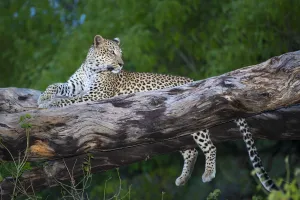 Autumn Prints: Leopard (Panthera pardus) female resting on tree branch, Okavango Delta, Botswana