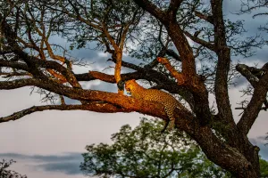 Leopard (Panthera pardus) female resting in a tree just before dark
