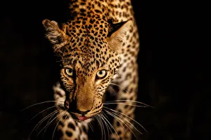 Close Prints: Leopard (Panthera pardus) female walking through the dark
