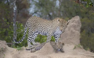 Leopard (Panthera pardus) female and her young resting, South Africa, Mpumalanga Leopard (Panthera pardus) female and her young resting, South Africa, Mpumalanga