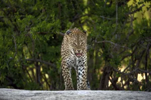 Leopard (Panthera pardus) flehming, Londolozi, Sabi-sands Game Reserve, South Africa