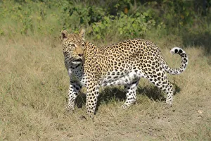 Autumn Prints: A Leopard (Panthera pardus) hunting in the day, Botswana, Moremi, Khwai Reserve