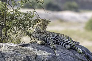 Laying Prints: Leopard (Panthera pardus) laying on a rock, Mpumalanga, South-Africa