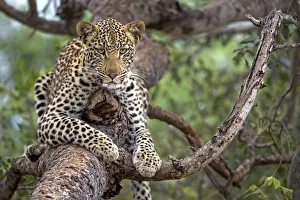 Laying Prints: Leopard (Panthera pardus) laying in a tree, Hoedspruit, Limpopo, South-Africa