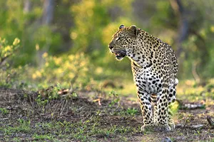 Leopard (Panthera pardus), Londolozi, Sabi-sands Game Reserve, South Africa