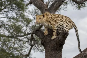 Leopard (Panthera pardus) looking arround, Hoedspruit, Limpopo, South-Africa
