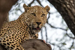 Leopard (Panthera pardus) lying in a tree eating a wartog, Sabi Sands Game Reserve