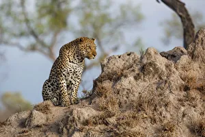 Leopard (Panthera pardus ) male sitting on a termite hill, Sabi Sands Game Reserve