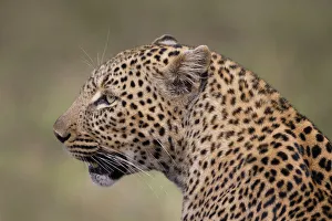 Masai Mara Prints: Leopard (Panthera pardus), Masai Mara, Kenya
