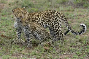 Mother Prints: Leopard (Panthera pardus) mother licking cub, Londolozi, Sabi-sands Game Reserve