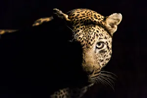 Mpumalanga Prints: Leopard (Panthera pardus) portrait, Kruger National Park, Mpumalanga, South-Africa