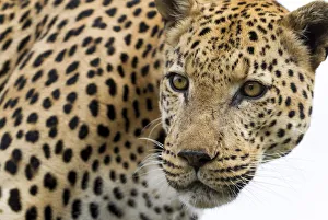 Limpopo Prints: Leopard (Panthera pardus) portrait, Hoedspruit, Limpopo, South-Africa