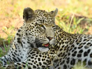 Leopard (Panthera pardus) portrait in close up, Londolozi Game Reserve, South Africa Leopard (Panthera pardus) portrait in close up, Londolozi Game Reserve, South Africa