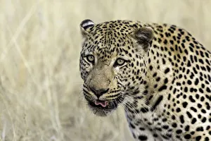 Leopard (Panthera pardus) portrait, Namibia