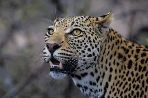 Leopard (Panthera pardus) portrait of a young male, looking up, Sabi Sands Game Reserve Leopard (Panthera pardus) portrait of a young male, looking up, Sabi Sands Game Reserve