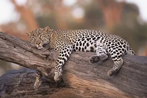 Leopard (Panthera pardus) relaxing on fallen trunk, Kenya Leopard (Panthera pardus) relaxing on fallen trunk, Kenya