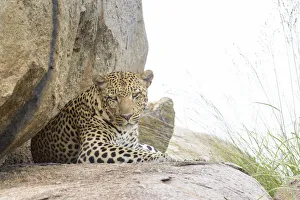 Leopard (Panthera pardus) resting on a rock and looking at camera