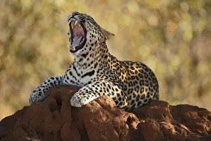 Leopard (Panthera pardus ) resting on a termite hill, yawning, Kruger National Park Leopard (Panthera pardus ) resting on a termite hill, yawning, Kruger National Park
