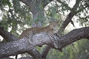 Leopard (Panthera pardus) resting on treebranch, Zambia, South Luangwa National Park Leopard (Panthera pardus) resting on treebranch, Zambia, South Luangwa National Park