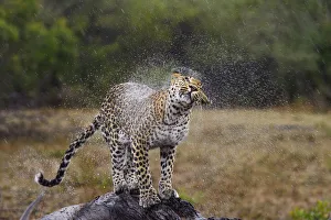 Sabi Sands Prints: Leopard (Panthera pardus) shaking of water, Londolozi, Sabi-sands Game Reserve, South