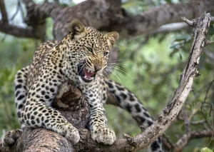 Leopard (Panthera pardus) showing teeth, Hoedspruit, Limpopo, South-Africa