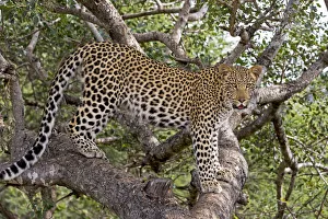 Leopard (Panthera pardus) standing on branches, Hoedspruit, Limpopo, South-Africa Leopard (Panthera pardus) standing on branches, Hoedspruit, Limpopo, South-Africa
