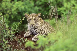 Leopard (Panthera pardus) on termite hill, Kenya, Tsavo West National Park