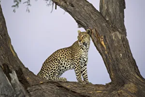 Autumn Prints: Leopard (Panthera pardus) in a tree, Botswana, Moremi, Khwai Reserve
