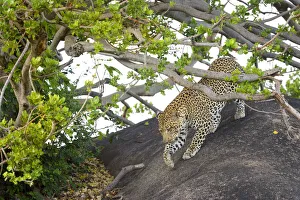 Hunting Prints: Leopard (Panthera pardus) walking over rock under acacia tree, hiding out of sight