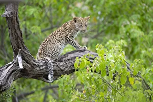 Autumn Prints: Leopard (Panthera pardus) young female sitting on a tree branch, Okavango Delta, Botswana